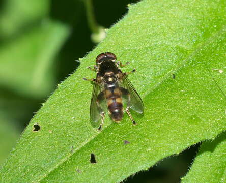 Image of Chalcosyrphus anthreas (Walker 1849)