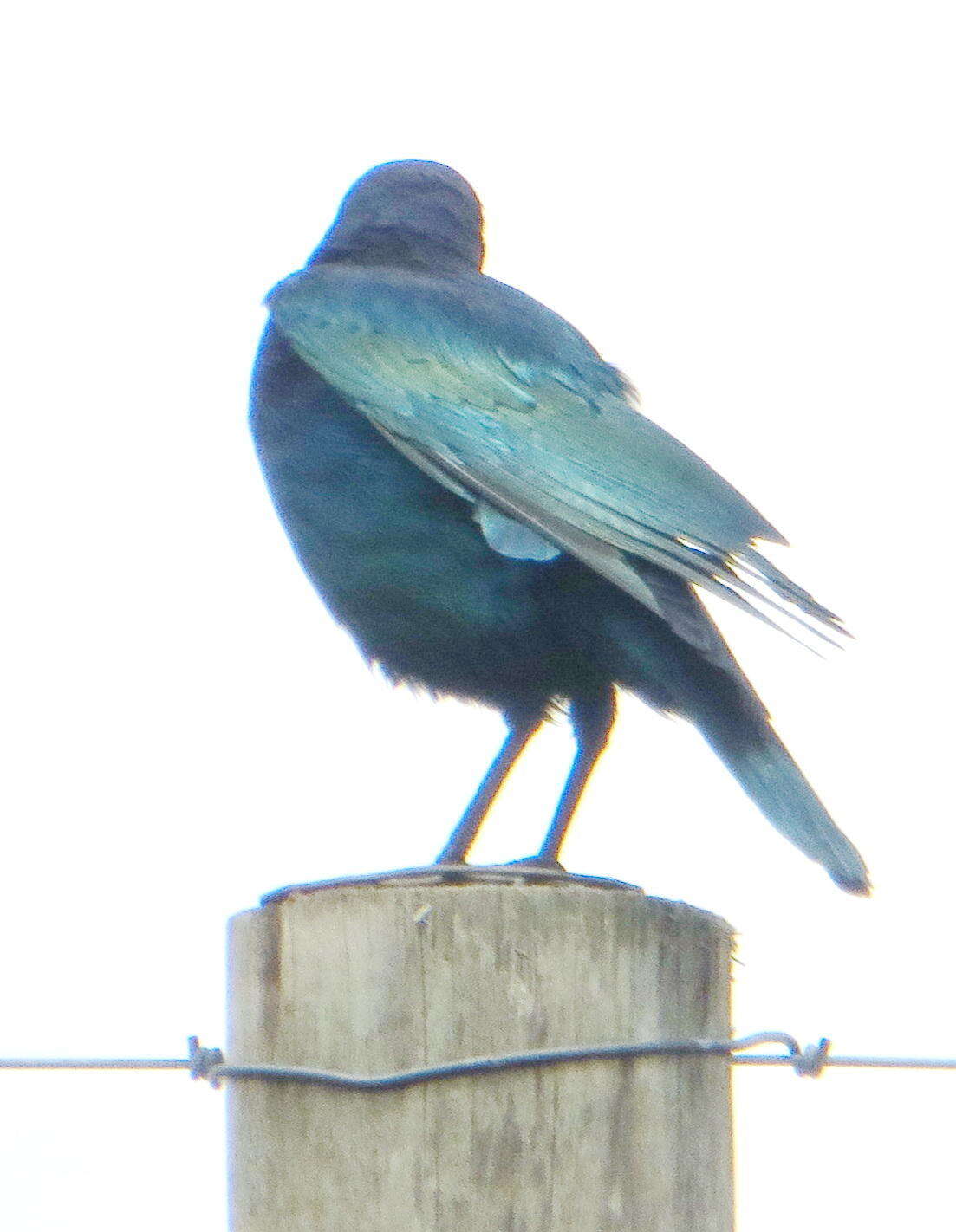 Image of Cape Glossy Starling