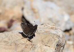 Imagem de Erynnis marloyi Boisduval 1832