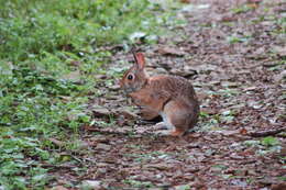 Imagem de Sylvilagus obscurus Chapman, Cramer, Deppenaar & Robinson 1992