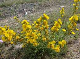 Image of Scolymus grandiflorus Desf.