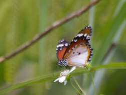 Image of Danaus (Anosia) chrysippus subsp. alcippus Cramer 1777