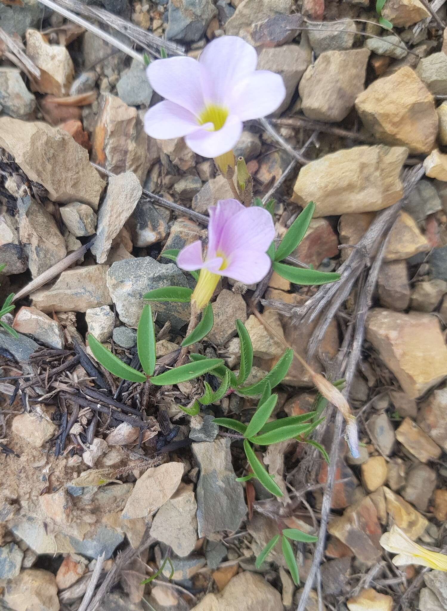 Image of Oxalis eckloniana var. sonderi Salter