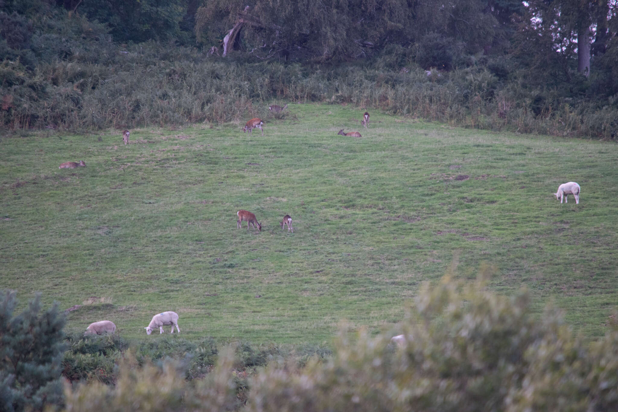 Image of sika deer