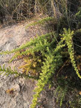 Imagem de Salsola papillosa Willk.