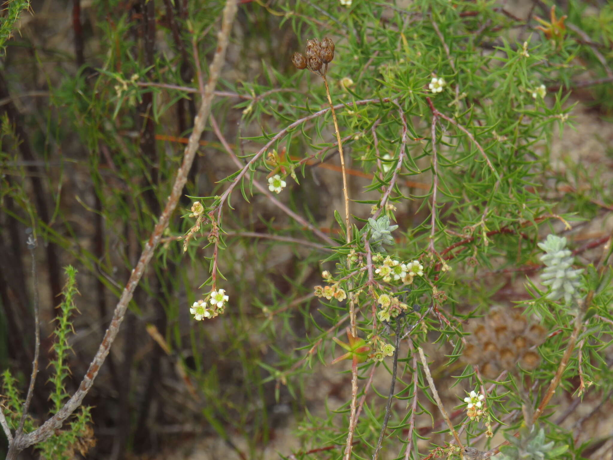 Image of Diosma pedicellata I. Williams