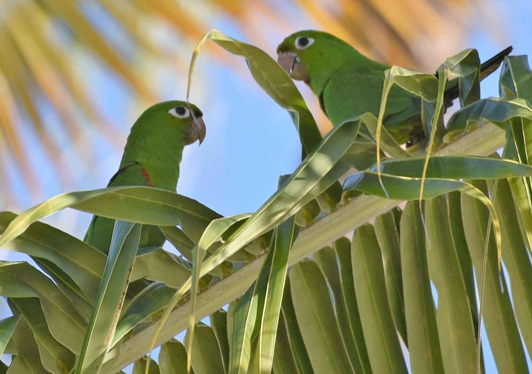 Image of Hispaniolan Conure