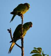 Image of Hispaniolan Conure