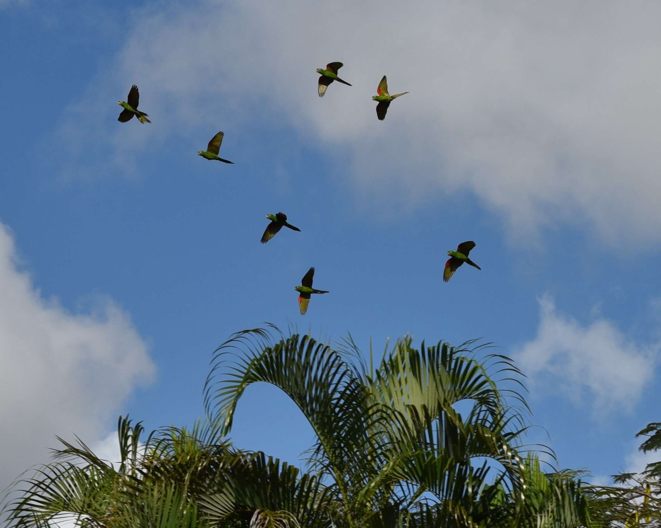 Image of Hispaniolan Conure