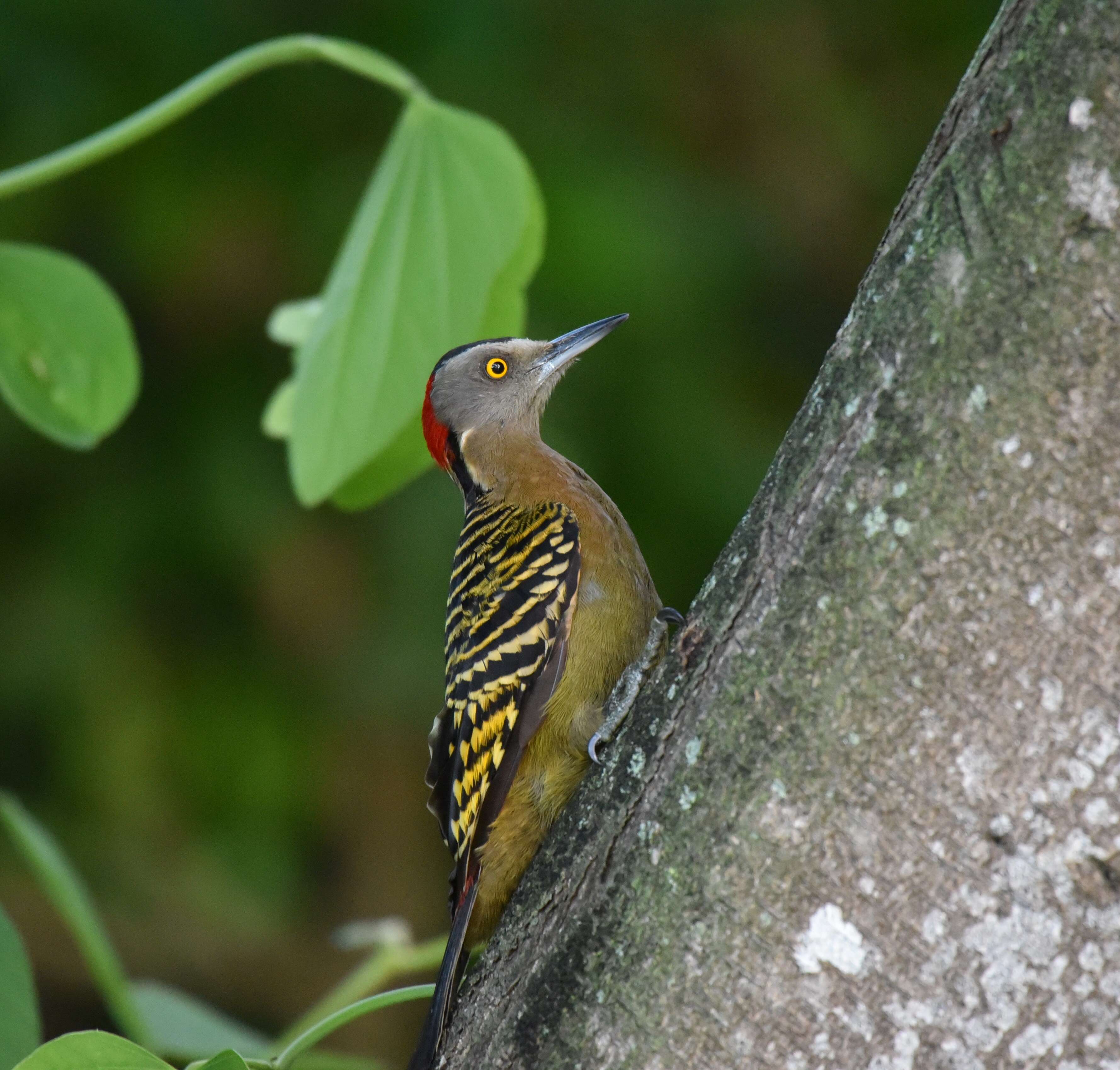 Image of Hispaniolan Woodpecker