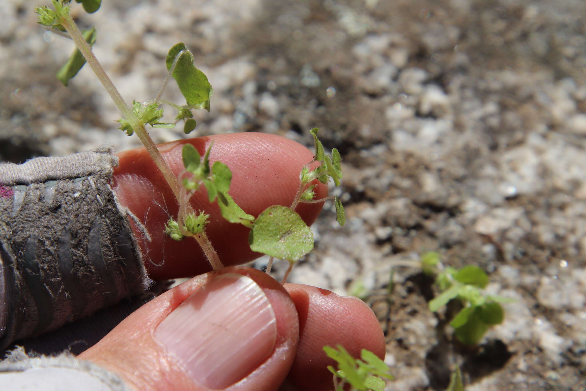 Image of California pellitory