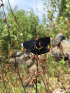Image of White-tipped Black