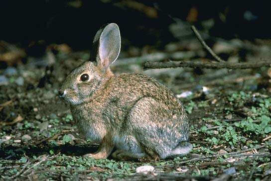 Image of Brush Rabbit