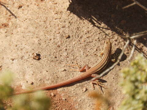 صورة Pedioplanis namaquensis (Duméril & Bibron 1839)