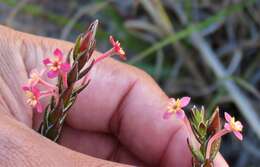 Image of Struthiola ciliata (L.) Lam.