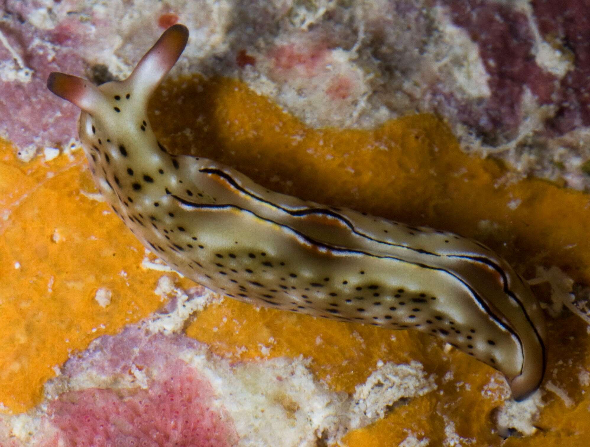 Image of lettuce slug