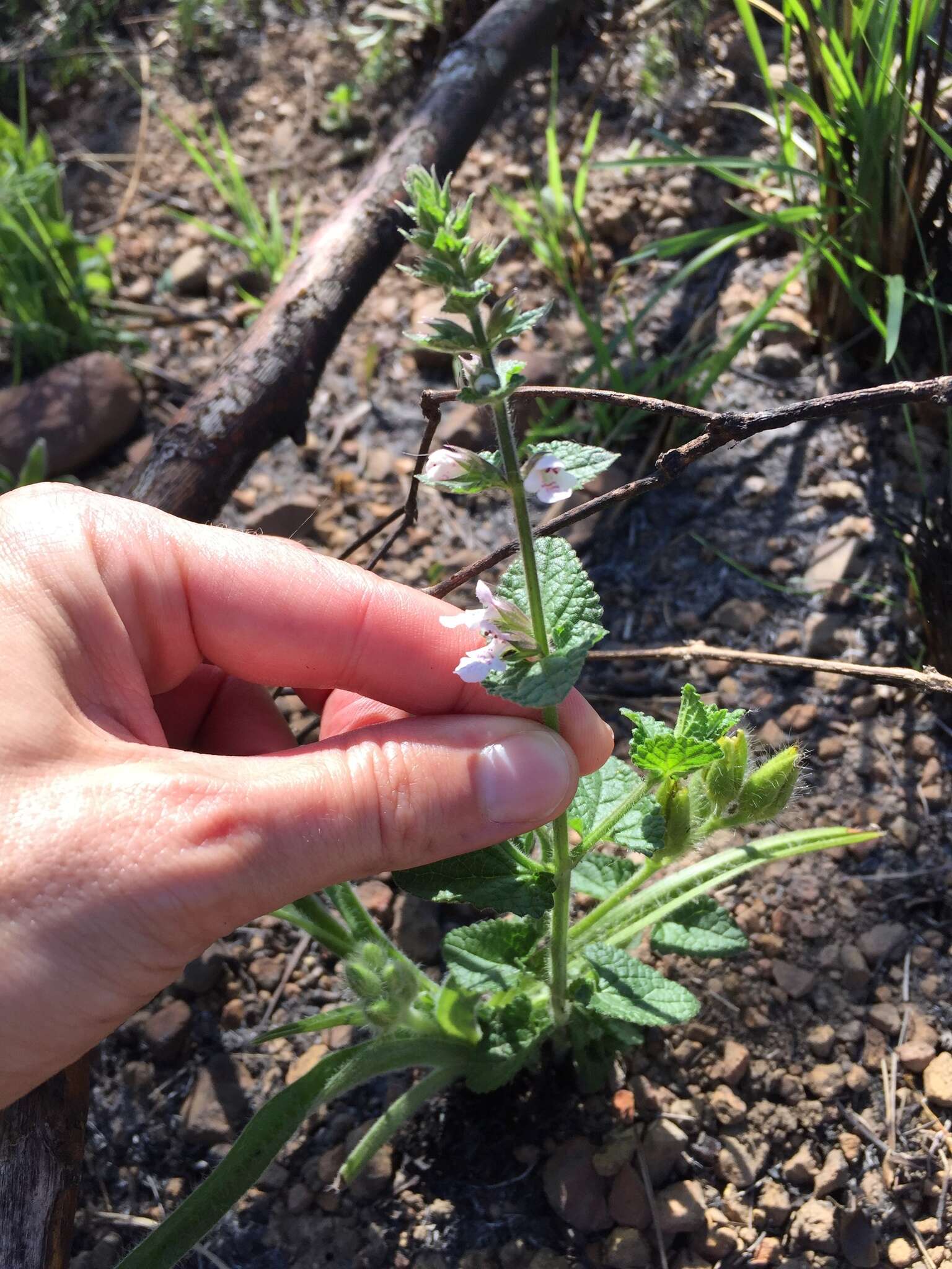 Imagem de Stachys natalensis var. natalensis