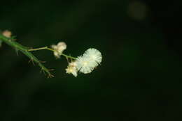 Acacia alata R. Br.的圖片