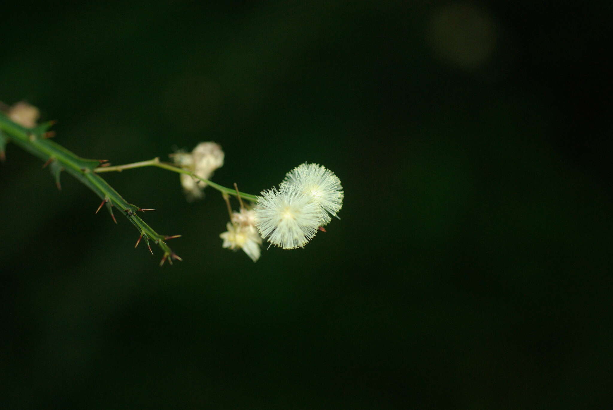 Acacia alata R. Br.的圖片