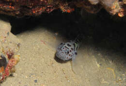 صورة Thorogobius ephippiatus (Lowe 1839)