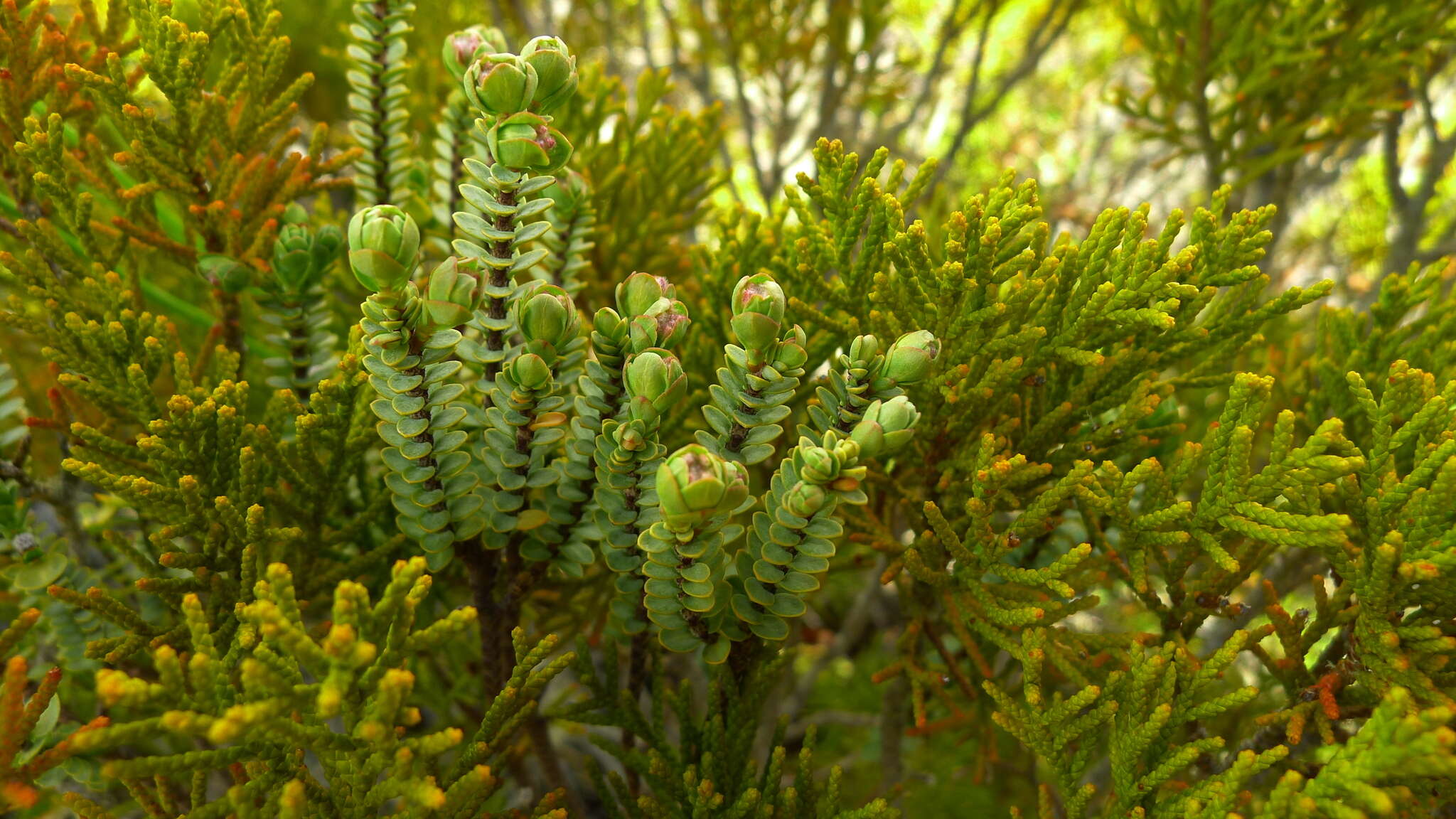 Image of Pimelea traversii Hook. fil.