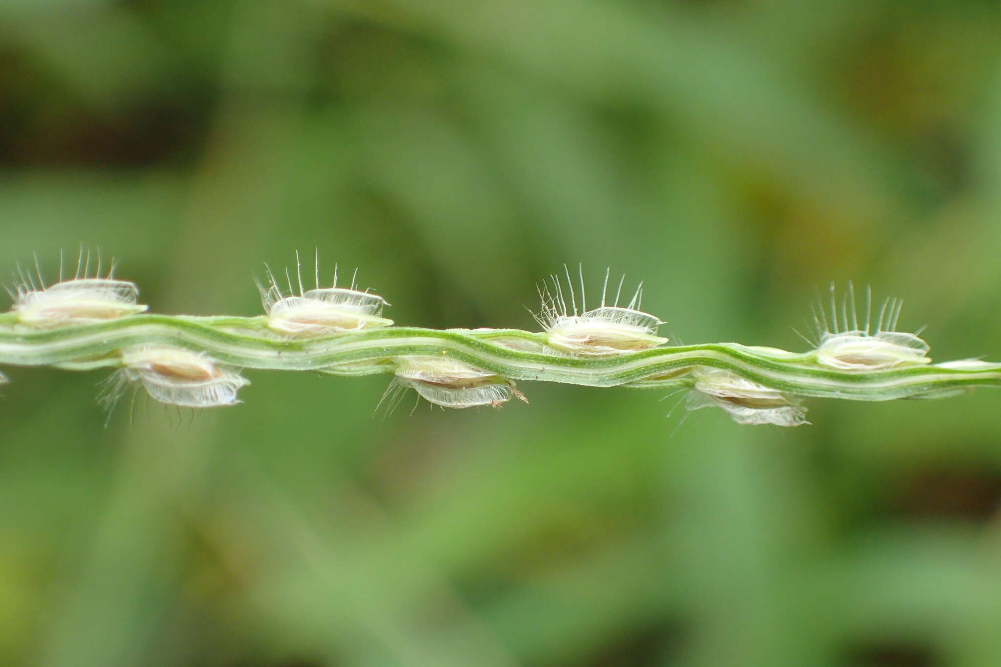 Image of Asian crabgrass