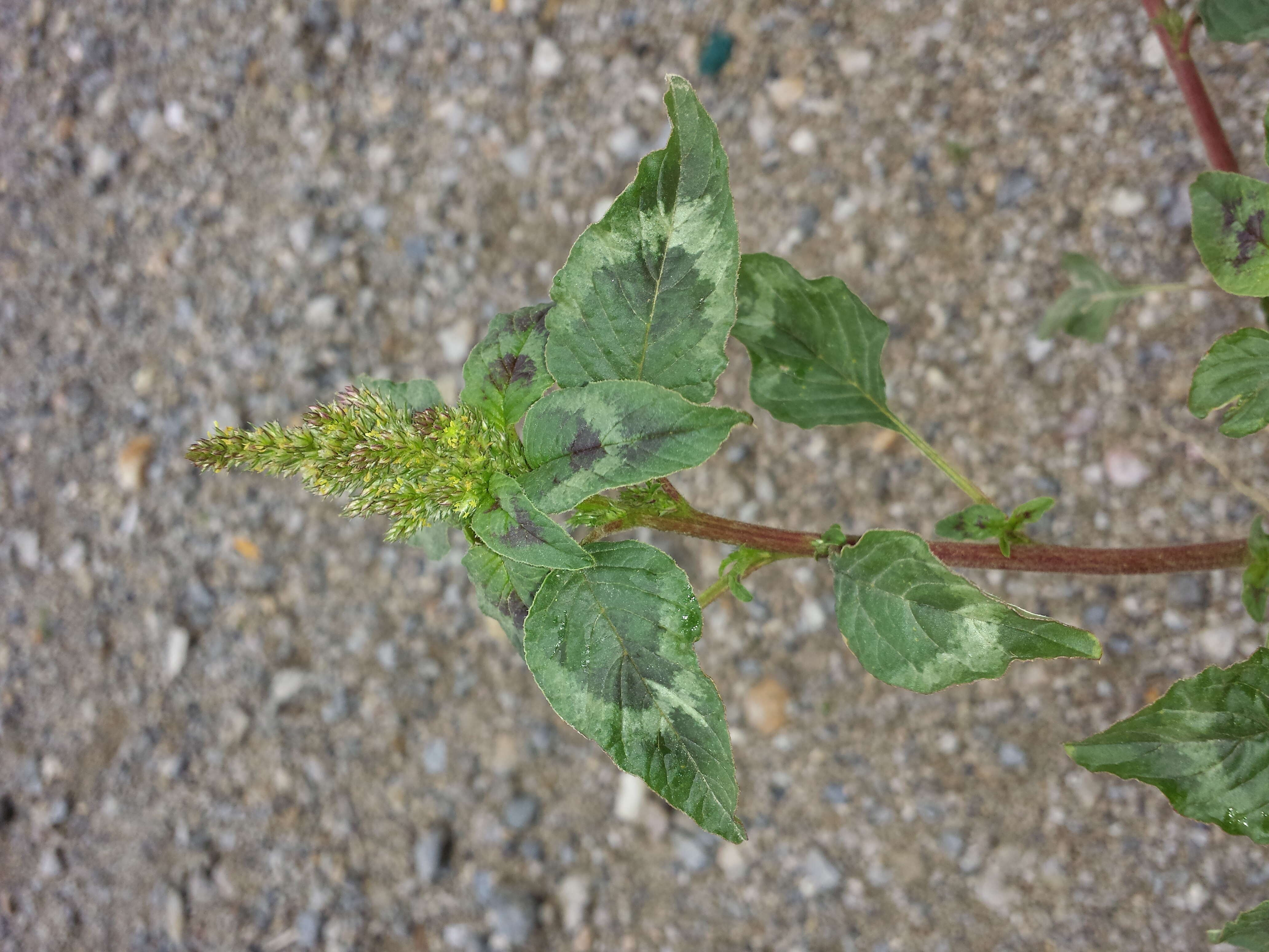 Image of redroot amaranth