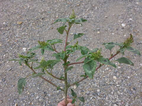 Image of redroot amaranth