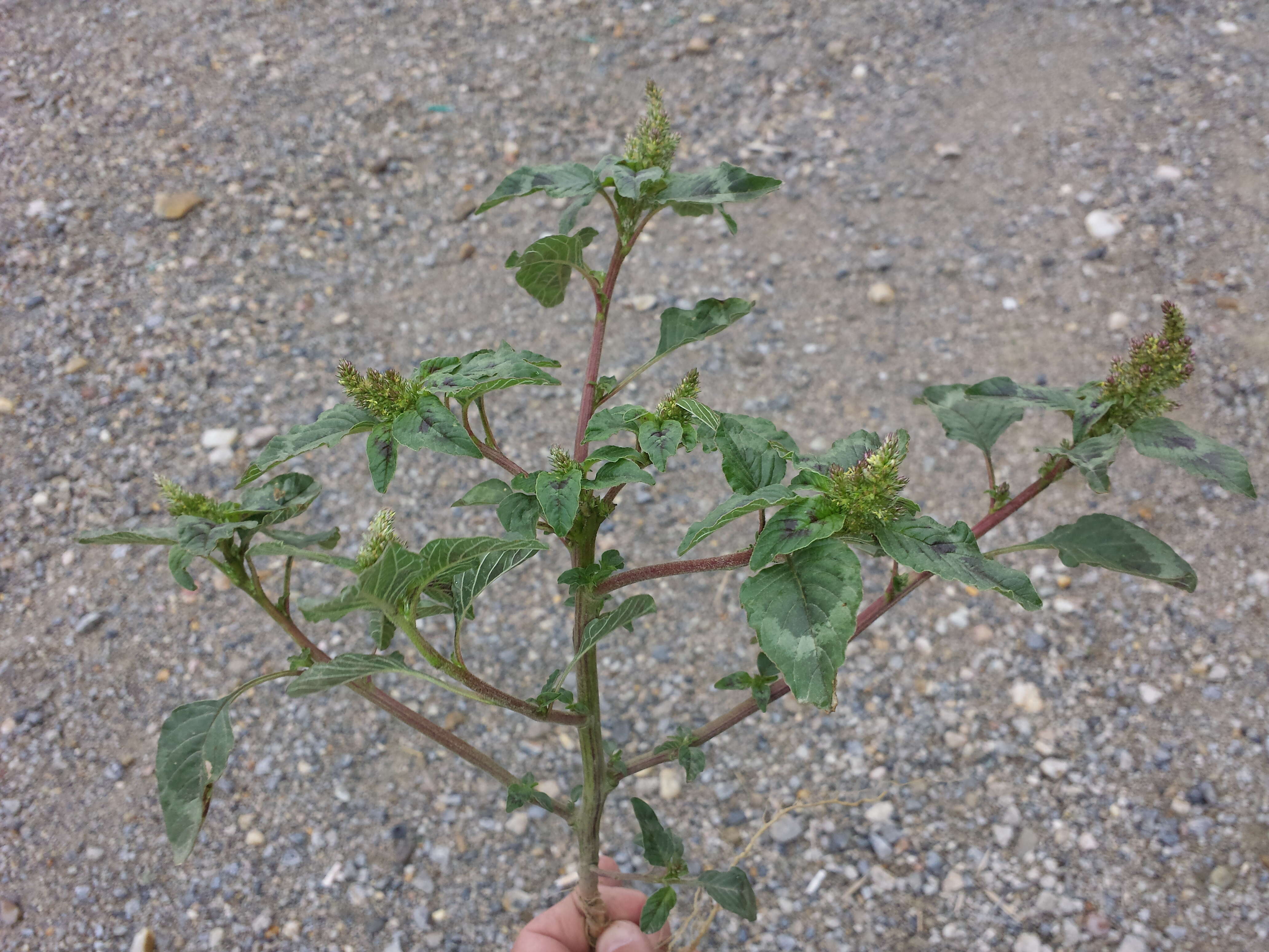 صورة Amaranthus retroflexus L.