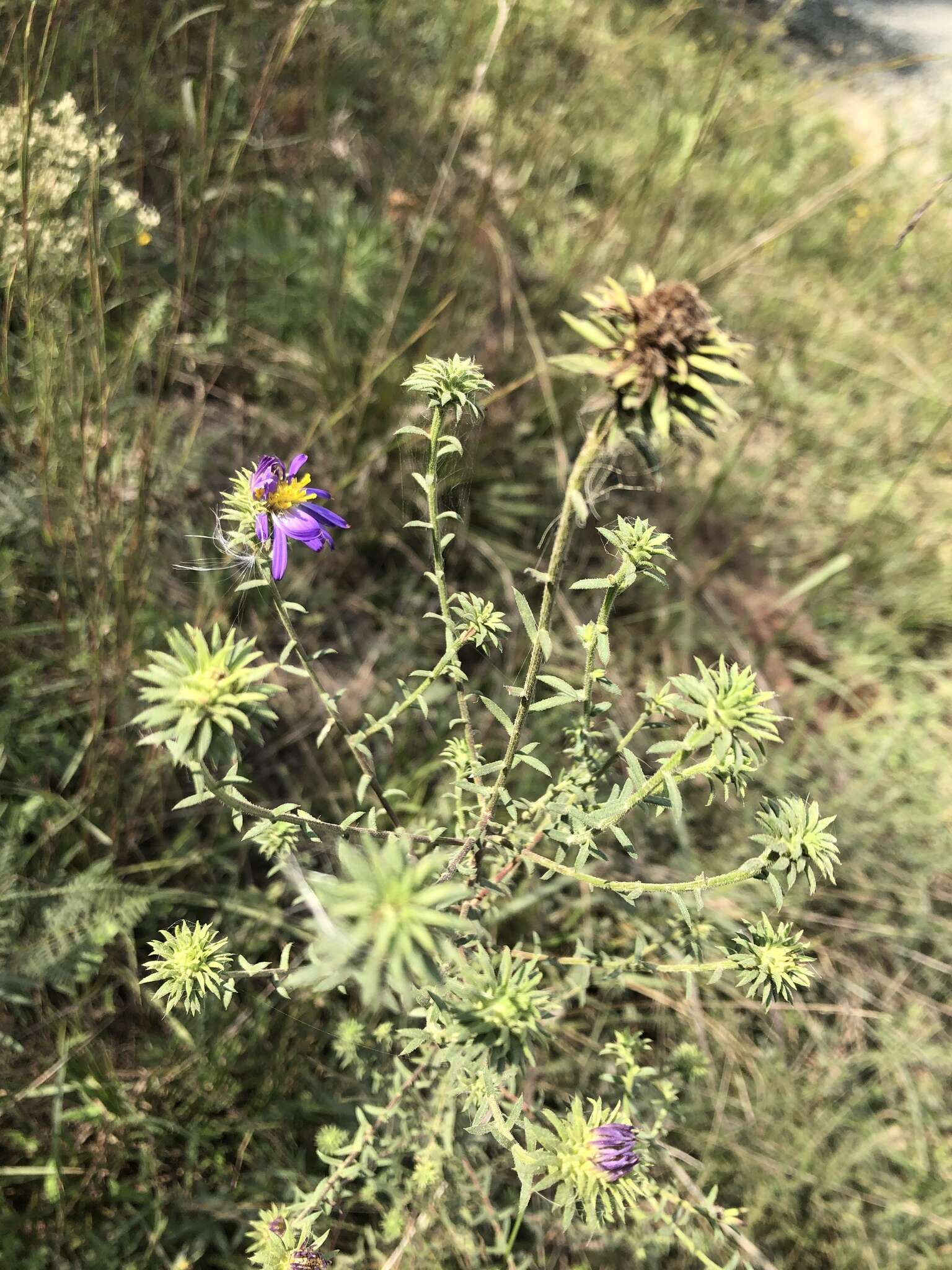 Image de Symphyotrichum grandiflorum (L.) G. L. Nesom