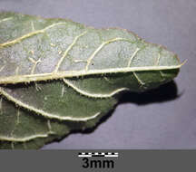 Image of redroot amaranth