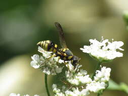 Image of Antepipona deflenda (S. Saunders 1853)