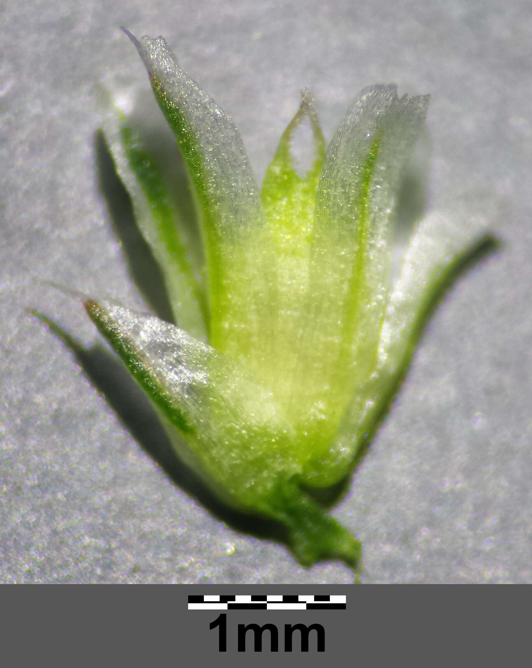 Image of redroot amaranth