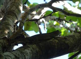 Image of Günther's Gecko