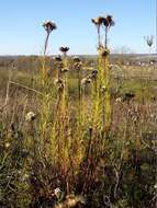 صورة Galatella linosyris (L.) Rchb. fil.