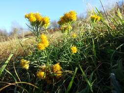 صورة Galatella linosyris (L.) Rchb. fil.