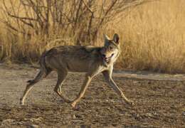 Image of Indian Wolf