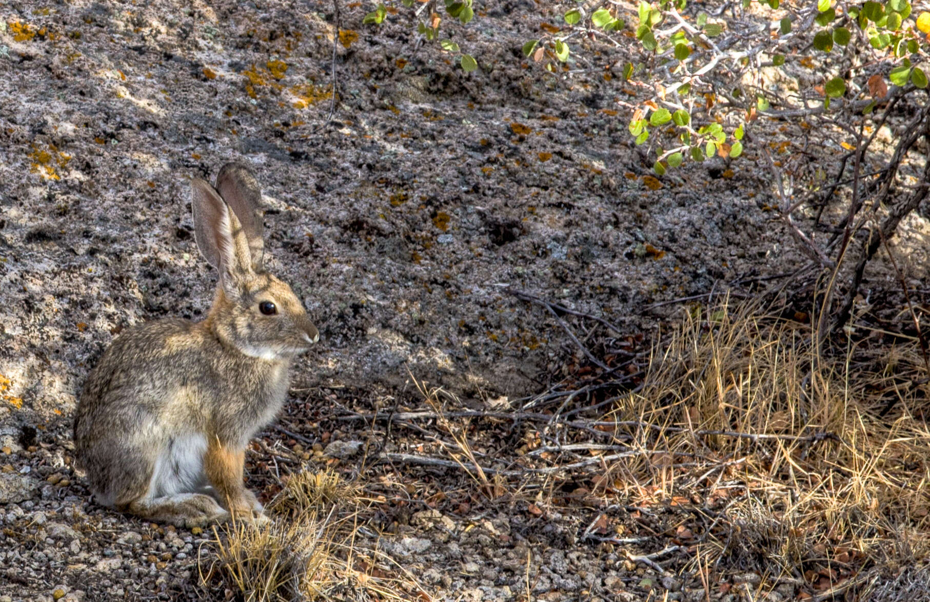 Imagem de Sylvilagus audubonii (Baird 1858)