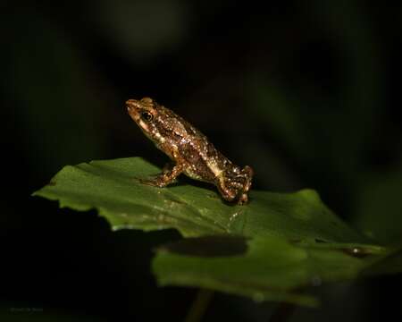 Dendrophryniscus berthalutzae Izecksohn 1994的圖片