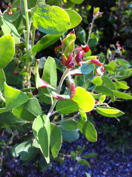 Image of Manzanita Leaf Gall Aphid