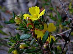 Image of Hibbertia empetrifolia subsp. empetrifolia