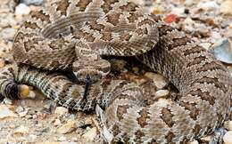 Image of Mohave Rattlesnake