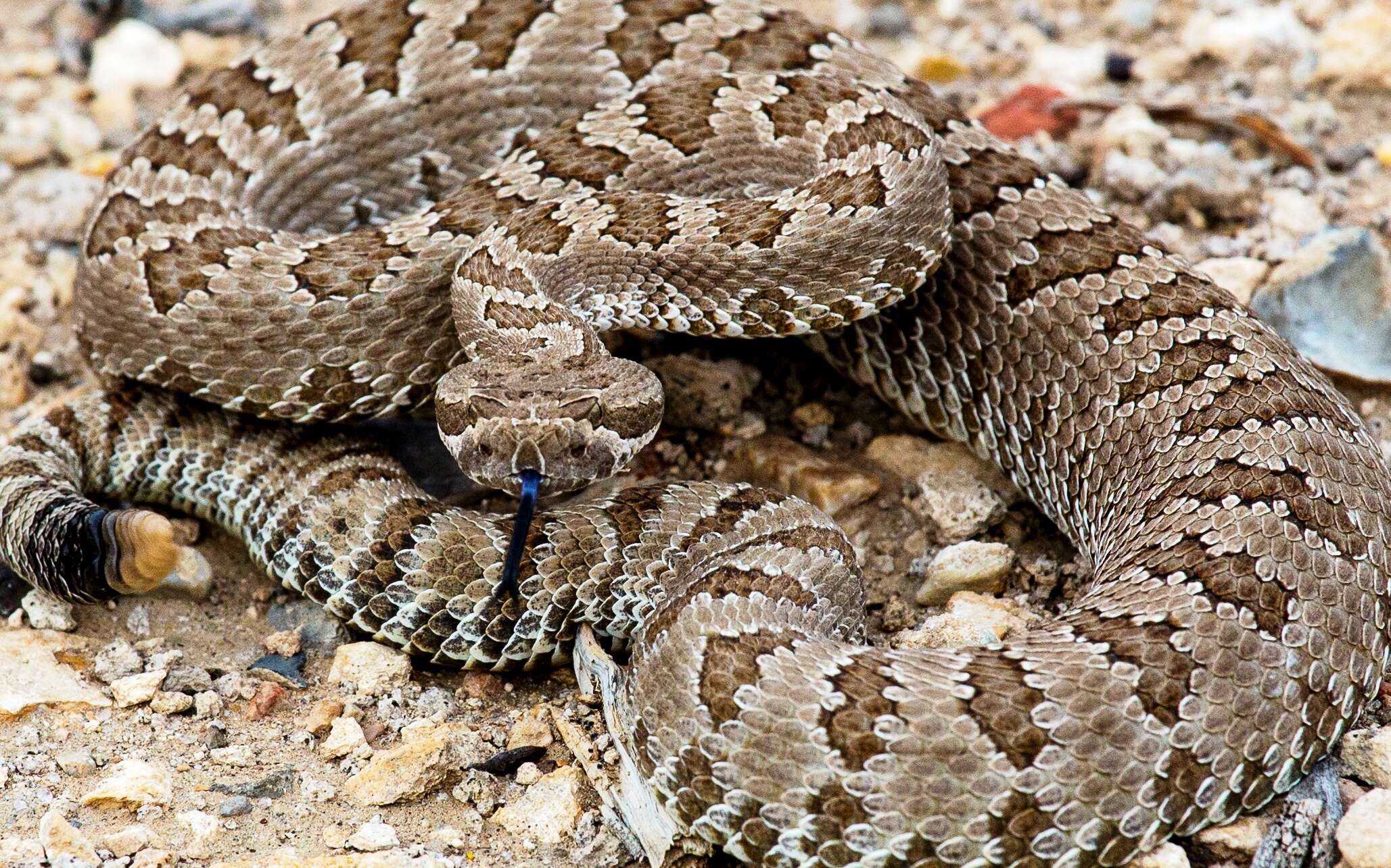 Image of Mohave Rattlesnake