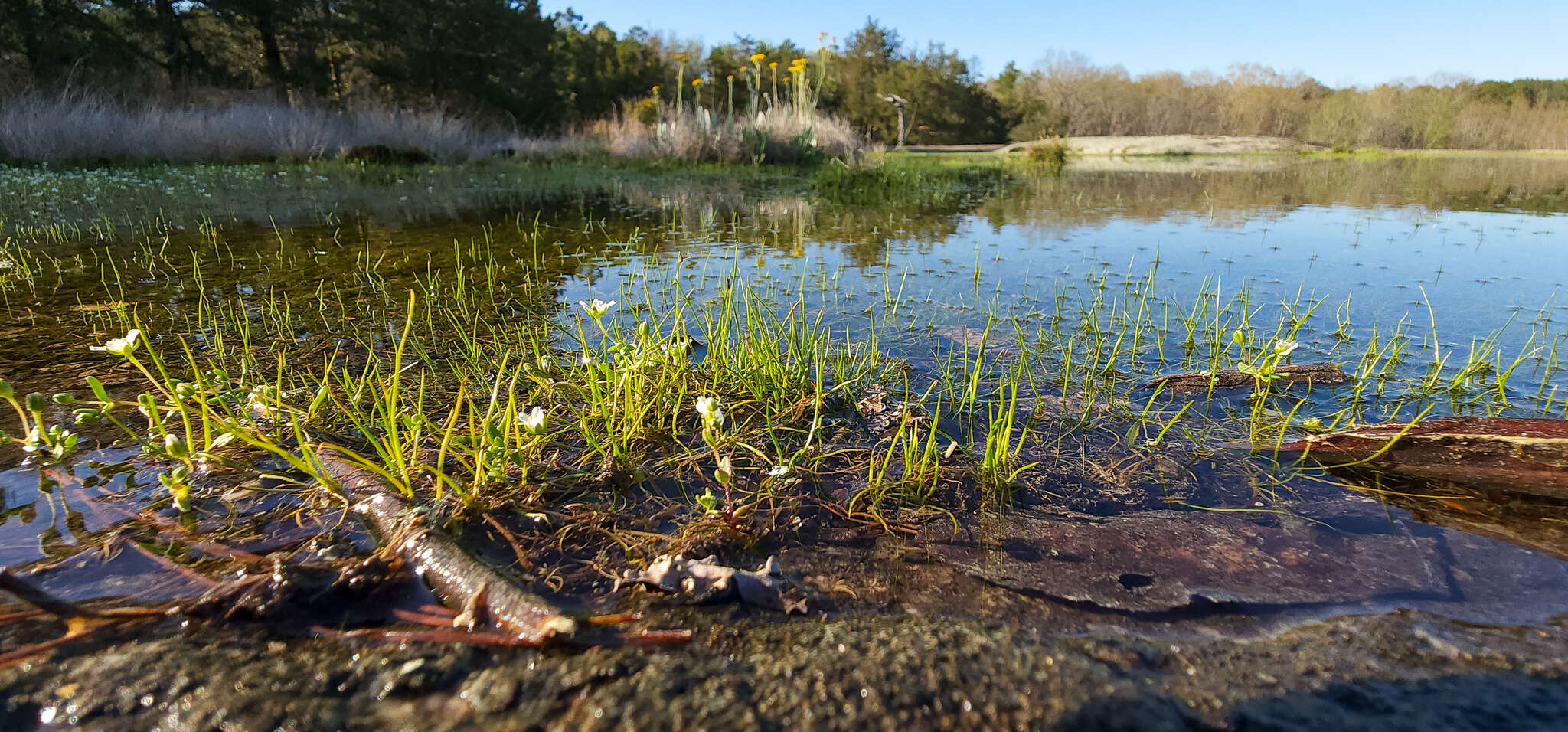 Image of Piedmont Quillwort