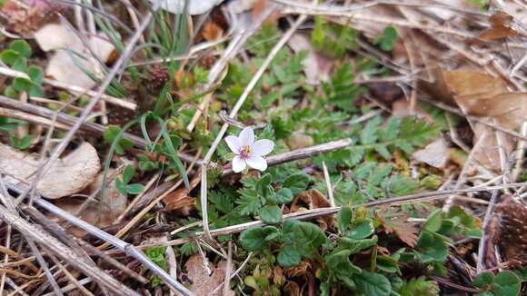 Image of Erodium acaule (L.) Becherer & Thell.