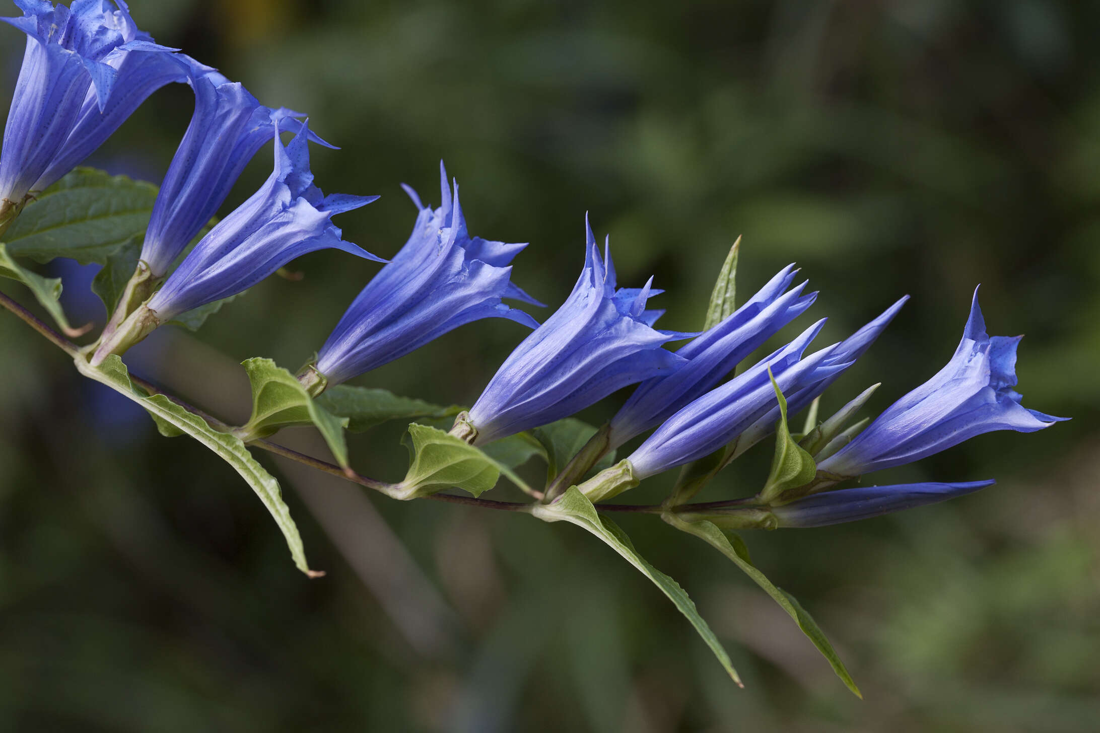 Gentiana asclepiadea L.的圖片