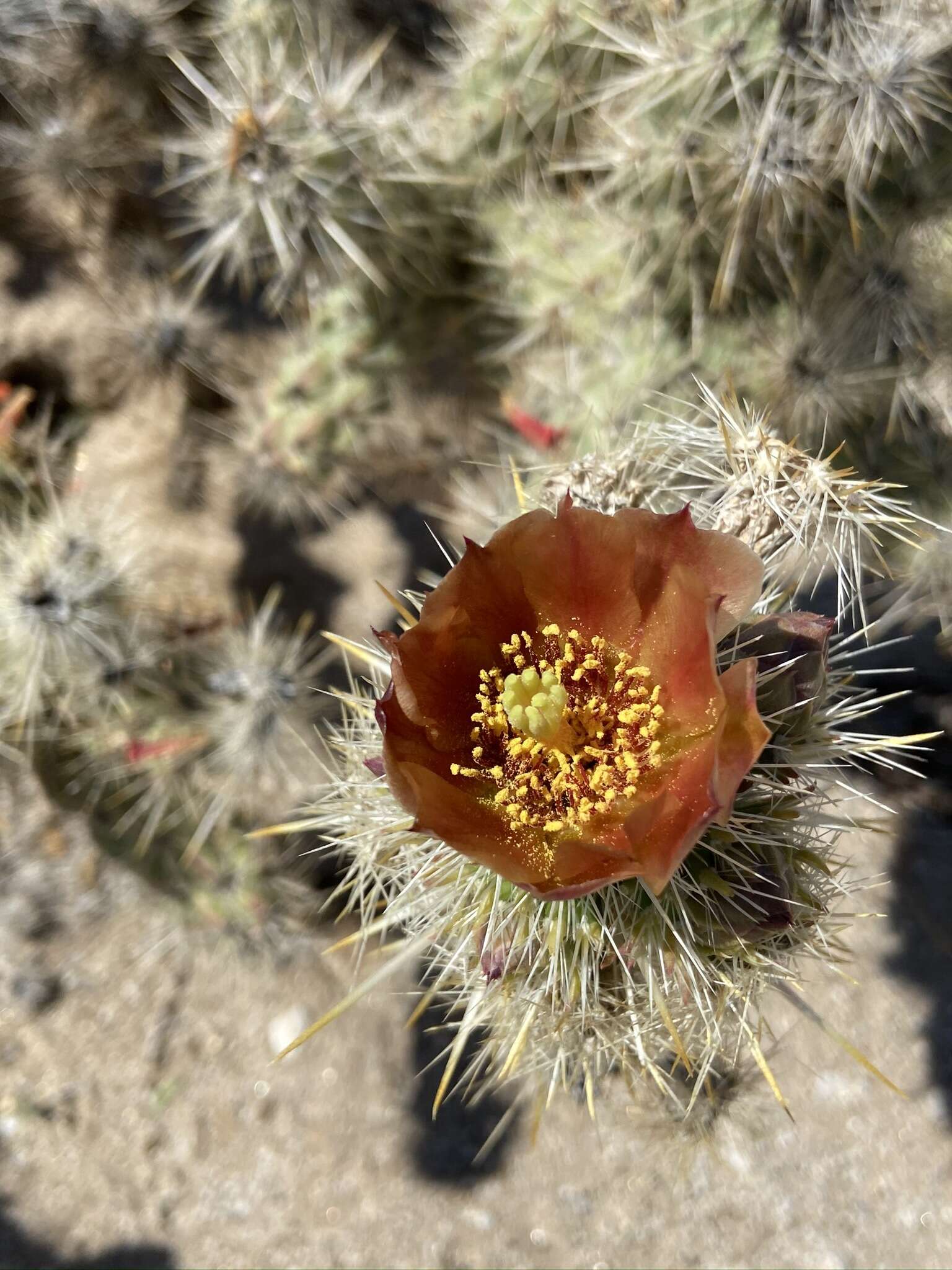 Image of Cylindropuntia sanfelipensis (Rebman) Rebman