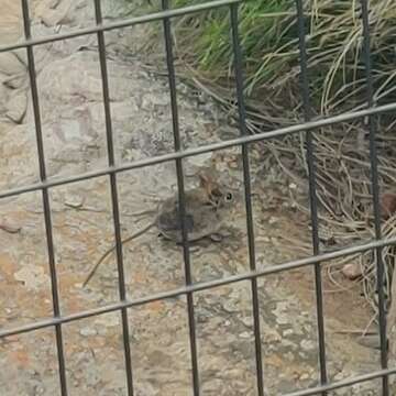 Image of Short-snouted Elephant Shrew