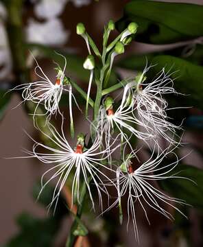 Habenaria medusa Kraenzl. resmi