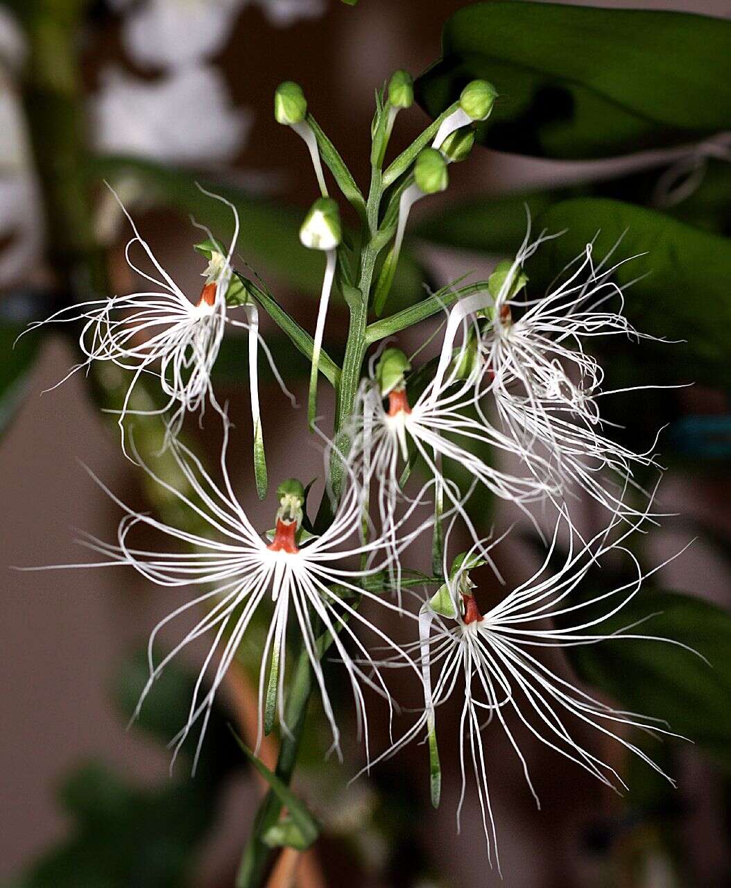 Habenaria medusa Kraenzl. resmi